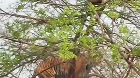 Tiger and monkey on the tree