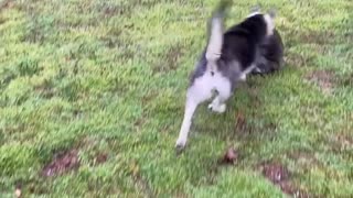 Rescued Raccoon Plays with Dog