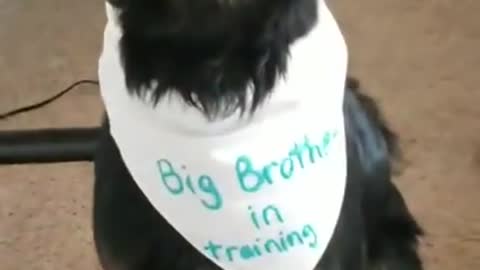 Dogs Help Deliver Pregnancy Announcement to Unsuspecting Husband