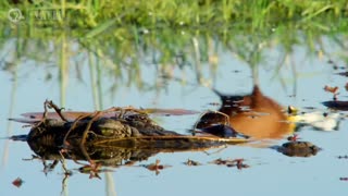 Jacana Dad Rescues his Chicks from a Crocodile