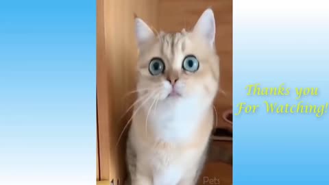 Watch This Funny Cat Video and Learn How to Make Money on YouTube