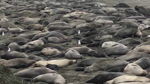 Thousands of Elephant Seals on California Beach Fighting