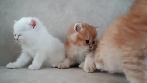 Mama Cat play with her kitten