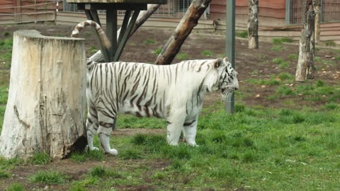 White Siberian tiger