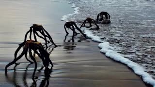 NEVER SEEN BEFORE WEIRD SEA CREATURES EMERGED FROM THE OCEAN ON A ISLAND IN JAPAN