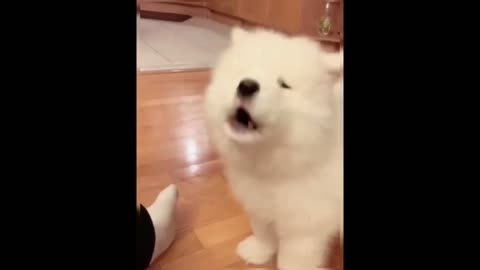 Who could resist a little puppy that knows how to howl?