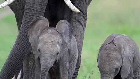Mother Elephant save her Babys. Wildlife Safari Save the Elephants Wild Animal Nature