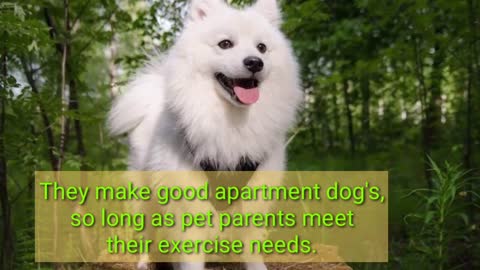 TOP 10 FACT'S YOU SHOULD KNOW ABOUT JAPANESE SPITZ