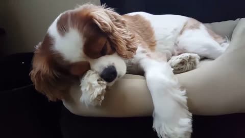 Dreaming dog yips in his sleep