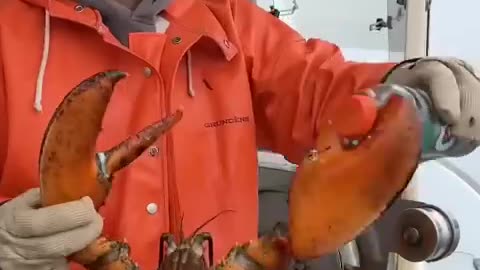 Maine lobster crusher vs pincher claw #shorts #lobster #pinchers #viral