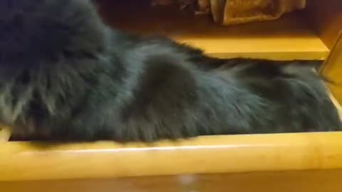 Black Cat Chills Out In The Weirdest Of Places