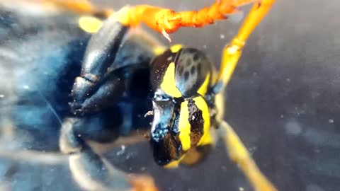 THE BRUTAL BATTLE OF THE WASP SPIDER AND WASPS FROM THE WASP NEST! [Live feeding!]-11
