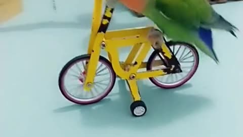 Parrot on a tiny bicycle 🦜