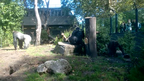 Funny Gorillas Playing Games!