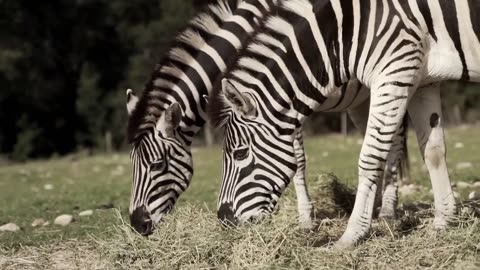 Relaxing Zebra Video For Anxiety, Stress, Panic Attack, Depression | Soothing Music for Sleep, Yoga