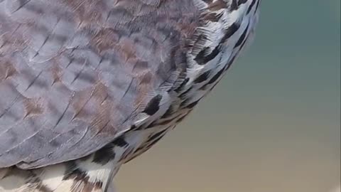 The red-footed falcon