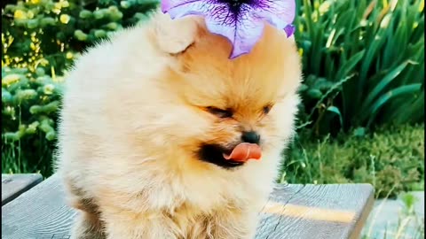 Cute baby dog short vedio#rumbleshortvedio