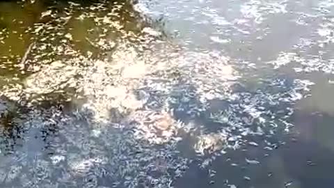 Mortandad de peces en caño El Limón