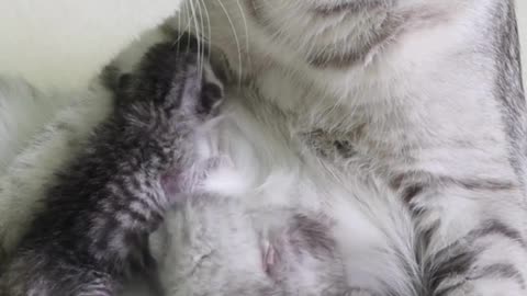 ❤️💋😻😽 Cat's Milk and Kitten Kisses