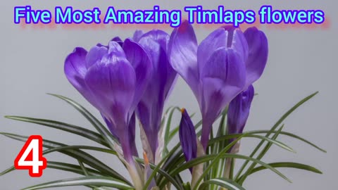 Stunning Time Lapse Video Featuring 5 Blooming Flowers