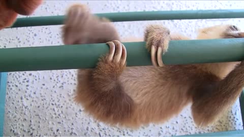 Baby Sloth Sanctuary In Costa Rica! | The Cute Show - Part 2
