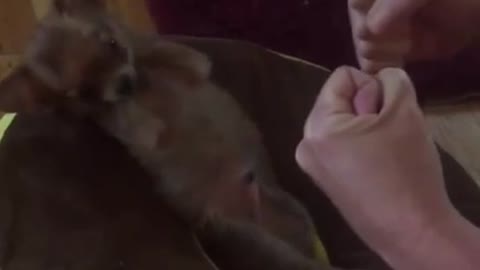 Precious Chihuahua throws the cutest punches ever!