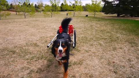 Bernese Mountain Dog Pull the Cart