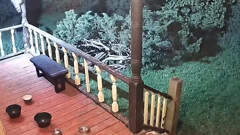 Trespassing Raccoon Falls on Rail While Attempting to Steal Food From Bird Feeder in Porch