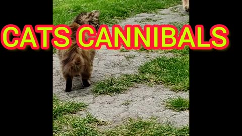 CATS CANNIBALS / КОТЫ КАННИБАЛЫ