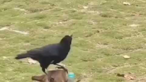 Crow story for children 😂😂
