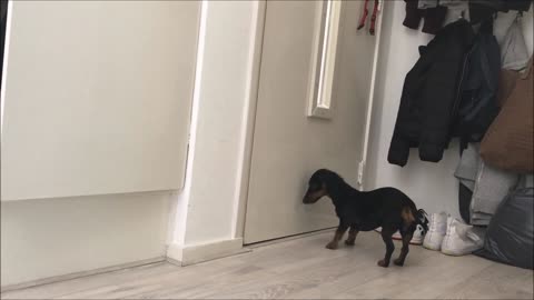 Dachshund waiting for owner to return