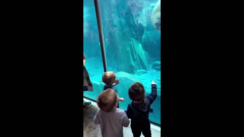 Kids delighted by up-close polar bear experience at STL Zoo