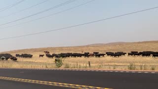 Cowboys moving cattle