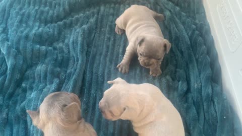 WEEKS OLD PUPPIES LOOKING LIKE THEY READY TO FIGHT