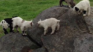 Bouncing Baby Goats