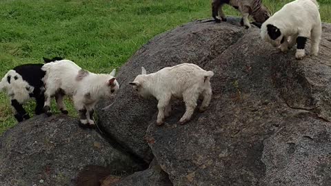 Bouncing Baby Goats