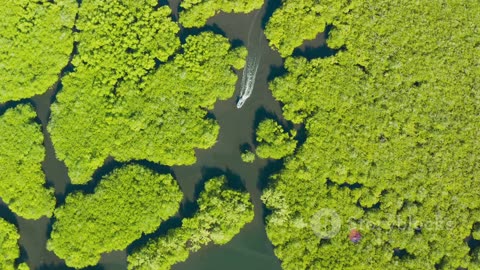 Mangrove Mysteries: The Unique Ecosystems of Coastal Jungles