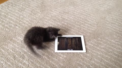 Intense kitten attempts to catch mice on iPad
