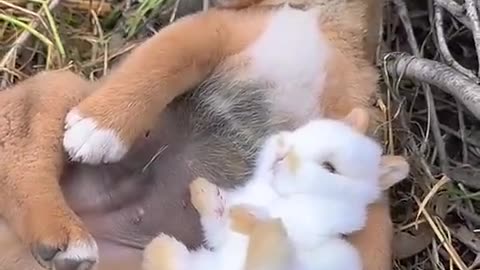 Funny dog sleeping with rabbit