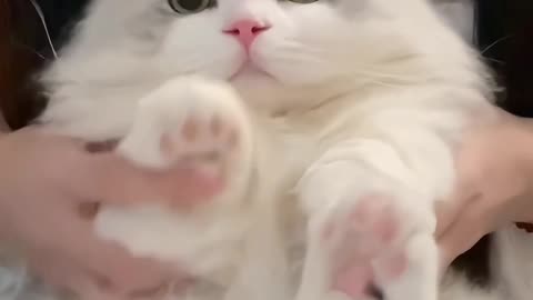 Funny cat video 🐈😺