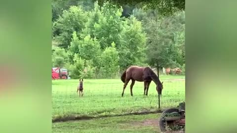 Playful colt loves chasing doggy friend around the property