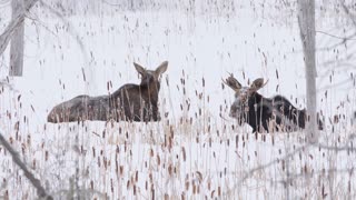 Moose In Algonquin Park