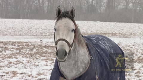 Horses Wearing Coats in Kentucky