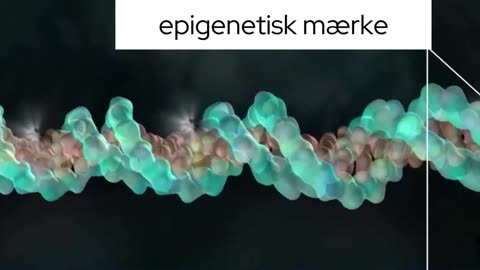 DNA ERNØGLEN TIL UDØDELIGHED?