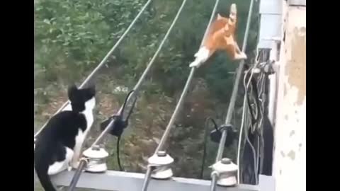 Oh my God, a cat hanging on the electric pole, look what happened