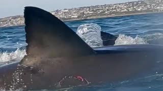 Great White Shark With Bite Mark In Its Side