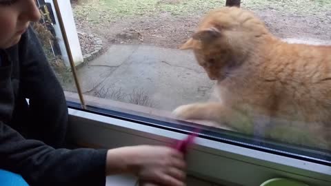 The cat tries to catch the feather through the glass