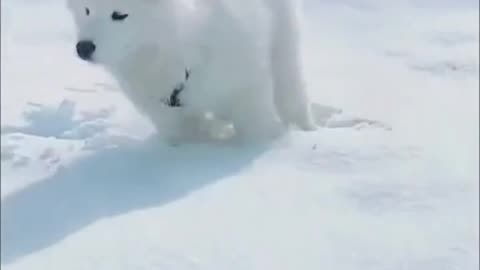 Cute Dog Slides On Snow ❄️🐕, Funny Play Dog Clip 🐩