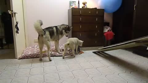 Playtime with a Husky and baby lamb