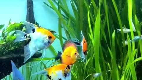 AngelFish 🐠 || Pets @Fish Aquarium #angelfish #aquarium #fish #pets #shorts #pet #neon #cute